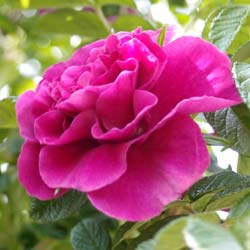 Rosa Roseraie de l Hay